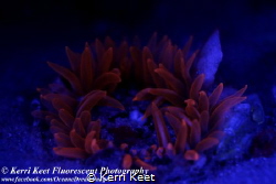 The first time underwater fluorescence has been investiga... by Kerri Keet 